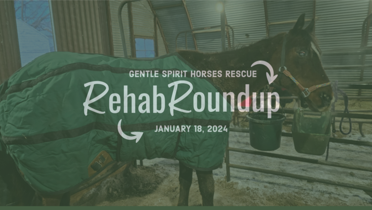 RehabRoundup January 18 2024 Let S Check In On The Horses Currently   Screenshot 2024 01 17 110157 